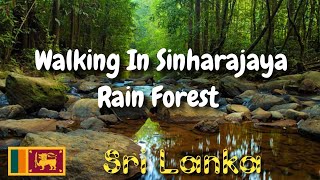 Walking In Sinharajaya Rain Forest Sri Lanka 🌿🍀 Maga Thote ' මග තොටේ '