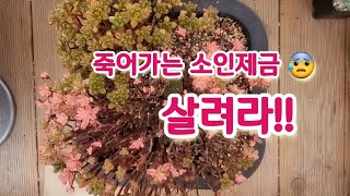 엥~ 죽어가는 소인제금을 살려 달라고 맡기셨어요🪴 모든 일은 스트레스 안받는 선에서 해결해야 해요👏🌺