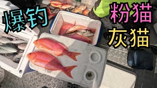 【4K】-【海钓】 新西兰探岛兄弟2023探索新岛礁，爆钓粉猫，灰猫  Pink maomao catch \u0026 cook ! NZ FISHING!!!!!!