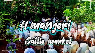 പടുകൂറ്റൻ കന്നുകൾ || Manjeri Cattle Market ||  മഞ്ചേരി കാലി ചന്ത || [03 May 2023 ] #cattlemarket