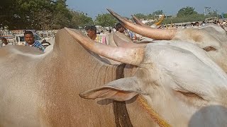 Super colour mixing big size Maharashtra khilari bull's || in Adoni cattle market ||..