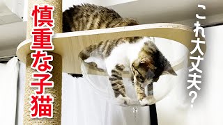 Here's a kitten trying out the transparent bowl (spaceship) of a cat tower for the first time...!