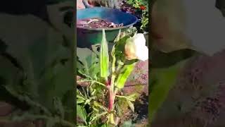 Growing okra