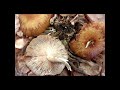 honey mushrooms hunting guide armillaria species edibility identification health benefits