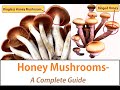 Honey Mushrooms Hunting Guide, Armillaria, species, edibility, identification, health benefits