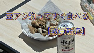 豆アジ釣ってすぐ食べる　（敦賀新港）