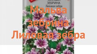 Мальва обыкновенная Зебрина Лиловая зебра 🌿 обзор: как сажать, семена мальвы Зебрина Лиловая зебра