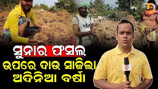 ସୁନାର ଫସଲ ଉପରେ ଦାଉ ସାଜିଲା ଅଦିନିଆ ବର୍ଷା | Dumani TV