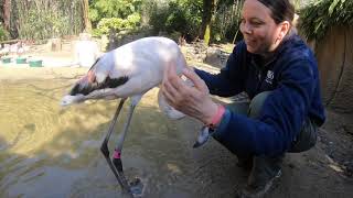 Flamingo Just Wants Hugs