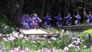 天草花菖蒲祭り(2012)・天草ハイヤ道中踊り.mov