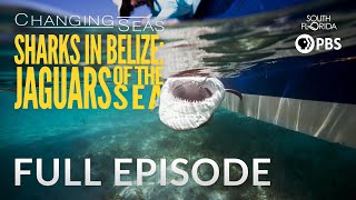 Sharks in Belize: Jaguars of the Sea | Changing Seas