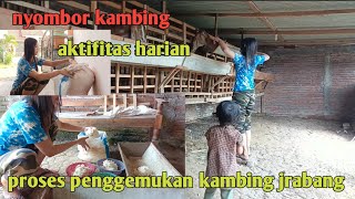 AKTIFITAS HARIAN NYOMBOR KAMBING, PROSES PENGGEMUKAN KAMBING JRABANG