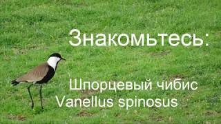 Знакомьтесь:  Шпорцевый чибис  Vanellus spinosus