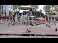 monkey swarm in the city