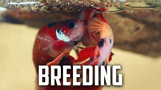​How to Manage Operational Costs of Breeding Fish | Secrets of Breeding Fish For Profit (Part 3)