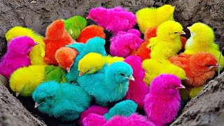 Ayam Lucu, ayam warna warni, ayam rainbow, kelinci lucu, bebek lucu, ikan koi, Hewan Lucu 10