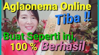 UNBOXING AND PLANTING AGLAONEMA (Cara menanam Aglaonema beli online)