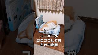 コーギーがゴロゴロしてるだけの動画 #いぬのいる暮らし #コーギー犬 #コーギー #癒し #コーギーのコロ助 #ヘソ天  #かわいい