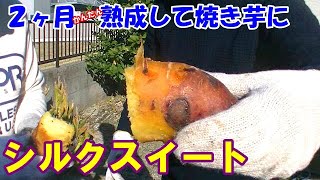 ２ヶ月熟成させたシルクスイートは甘くなっているのか？【焼きイモ】