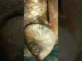 a big size rohu fish with a very good color combination shorts video yt