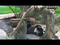 yuanyuan and yuanbao are intimate and play wrestling. the two bears play for a long time...taipeizoo