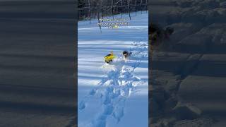 Cutest yorkie struggling to play in the deep snow 😭❄️🤣 #yorkie #funnypuppy #yorkies