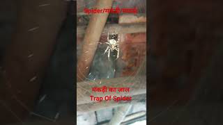 मकड़ी का जाल ।। Spider || मकड़ा ।।