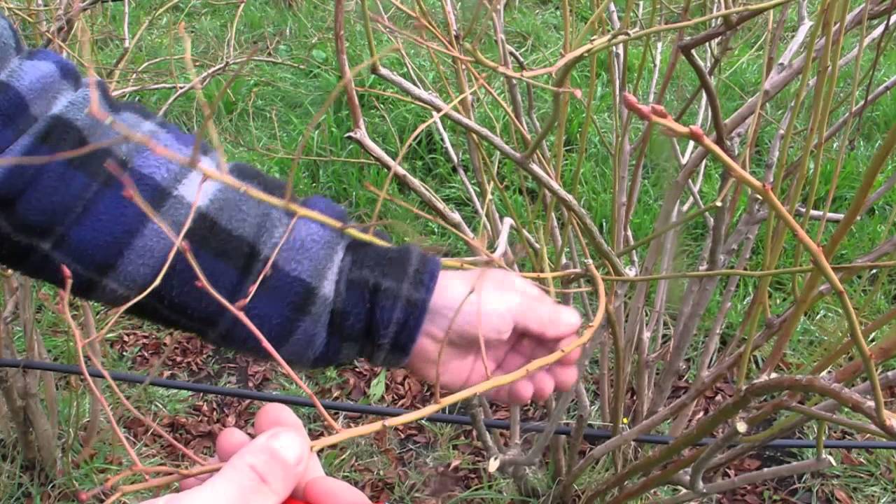 Pruning Blueberries. - YouTube