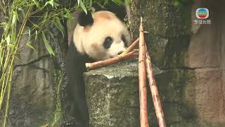 香港無綫｜香港新聞｜08/07/2024 要聞｜李家超參觀大熊貓保護研究中心都江堰基地 了解大熊貓赴港安排細節