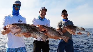 MASSIVE Red Grouper Catch, Clean and Cook Mediterranean Style!