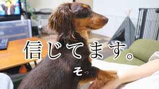 まっすぐな目でただひたすら信じて待つ犬【ミニチュアダックスフンド】【ペキニーズチワワmix】【多頭飼い】