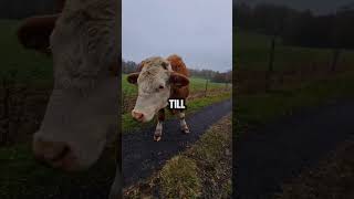 Biker Interaction With Dangerous Cows