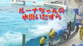 ルーナちゃんの水掛いたずら、‼