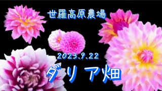 【ダリア畑】広島県 世羅高原農場 2023.9.22