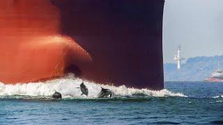 Massive Ship Almost Crushes Playing Dolphins Passing Through Narrow Waterway