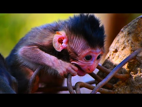 Tiny baby monkey trying to test teeth and biting Cute Wildlife Park