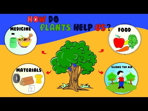 What is the plant of the US?