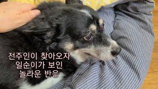 전주인이 보고싶다고 집에 찾아오자 일순이가 보인 놀라운 반응 (눈물 날뻔 했어요)