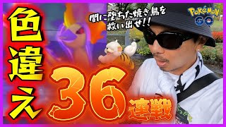 【ポケモンGO】絶対絶命の大ピンチ！？色違えシャドウファイヤー実装初日に魅せる業火の36連戦！誰も予想できない衝撃の展開で「やさぐれる」のは誰だスペシャル！【名探偵と秋チケット】