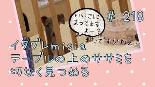 テーブルの上のササミを手に入れるにはどうしたらいいか…考え続けるイタグレパピーのｍｉｓｉａ(ミーシャ)【生後227日】【うちの子160日目】【イタリアングレーハウンド】【子犬】【イタグレパピー】