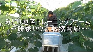 みどり地区トレーニングファーム　研修施設収穫作業開始