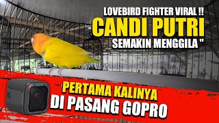 PERTAMA KALINYA DI PASANG GOPRO !! CANDI PUTRI BIKIN HISTERIS SEMUA PENONTON