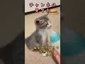 子猫のミルク時間。生後１ヶ月サバ白猫ちゃんd42 kitten milk time. silver and white tabby cat shorts