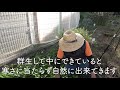 家庭菜園でイチゴが山のように採れる！イチゴ栽培で春に大量収穫を狙えるイチゴの育て方を大公開！世界ではメジャーな栽培方法！？【農園ライフ】