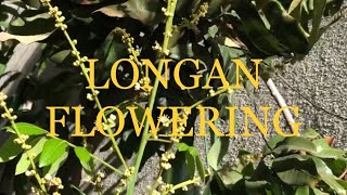 GROWING LONGAN TREE - FRUITING IN NORTHERN CALIFORNIA