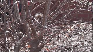 Foraging- consumption- eastern gray squirrel