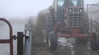 Bunk feeding with a Hustler Chainless 2000