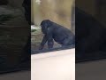 ボールの扱いが上手いゴリラのキンタロウ gorilla kintaro is rolling a ball well 2023.02.28 ゴリラ gorilla 京都市動物園