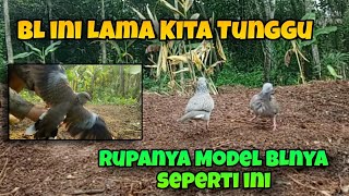 BL ini Lama Kita Tunggu Rupanya Model BL nya Seperti ini