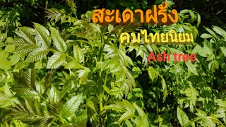 เก็บผักสะเดาฝรั่งฟรี คนไทยนิยมชนิดที่7 ผักป่าตอน4. ชีวิตคนไทยในสวีเดน Ask tre, Ash tree